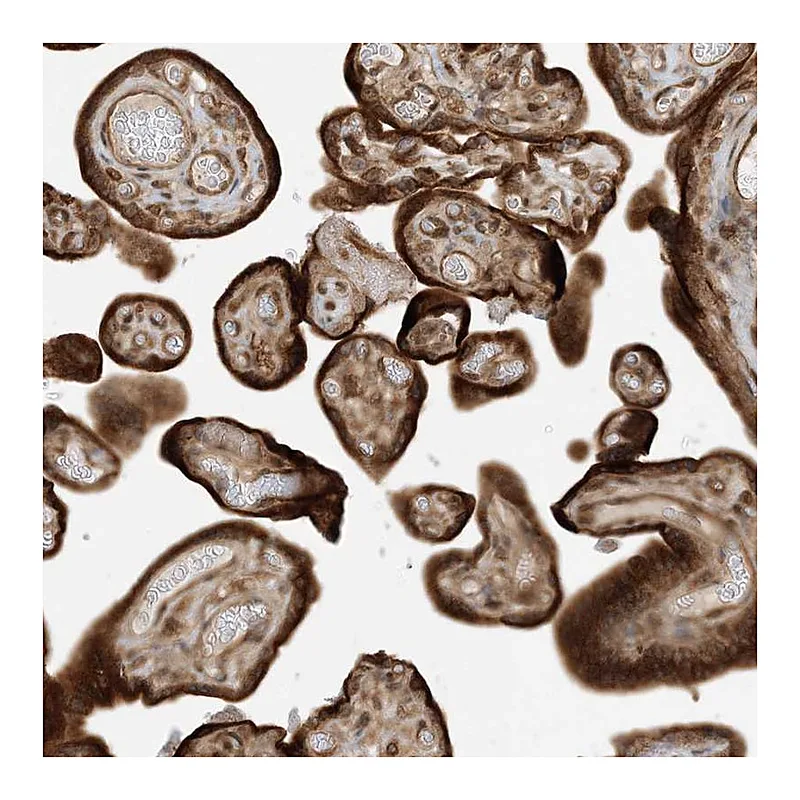 Atlas Antibodies Anti-SCARF2 Antibody