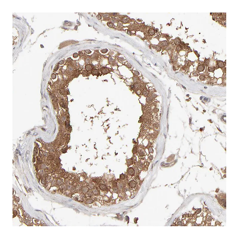 Atlas Antibodies Anti-SCFD1 Antibody