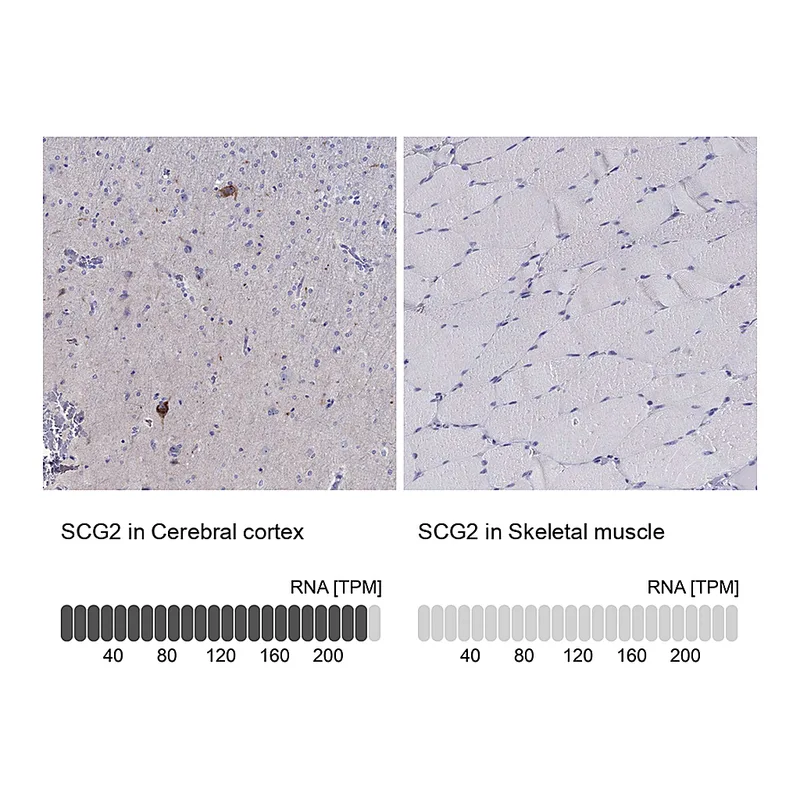 Atlas Antibodies Anti-SCG2 Antibody