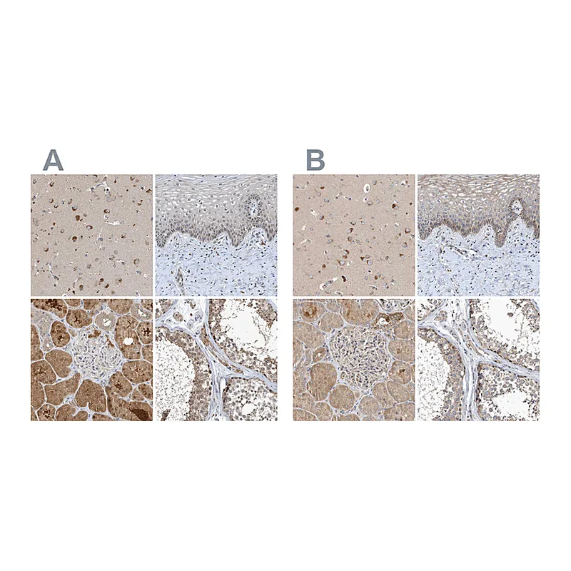 Atlas Antibodies Anti-SCFD2 Antibody