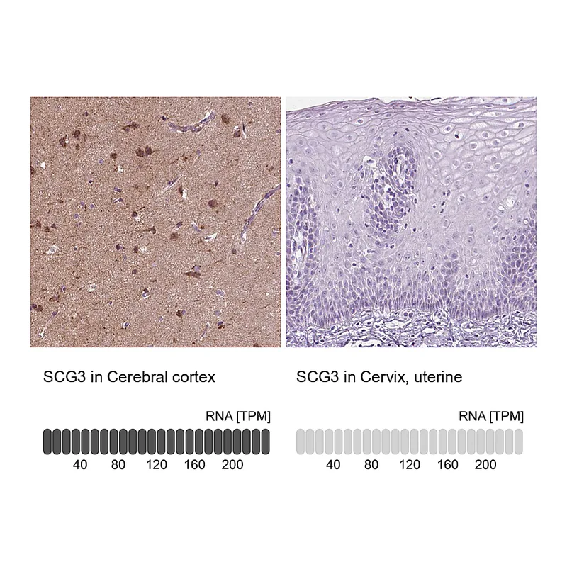 Atlas Antibodies Anti-SCG3 Antibody