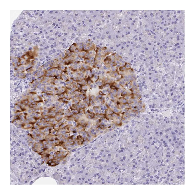Atlas Antibodies Anti-SCG3 Antibody