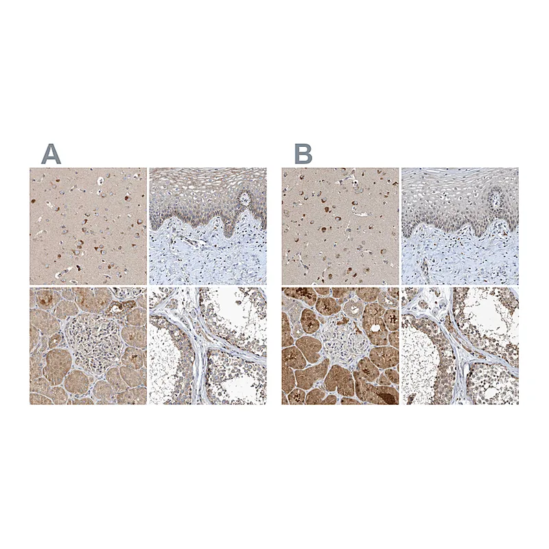Atlas Antibodies Anti-SCFD2 Antibody