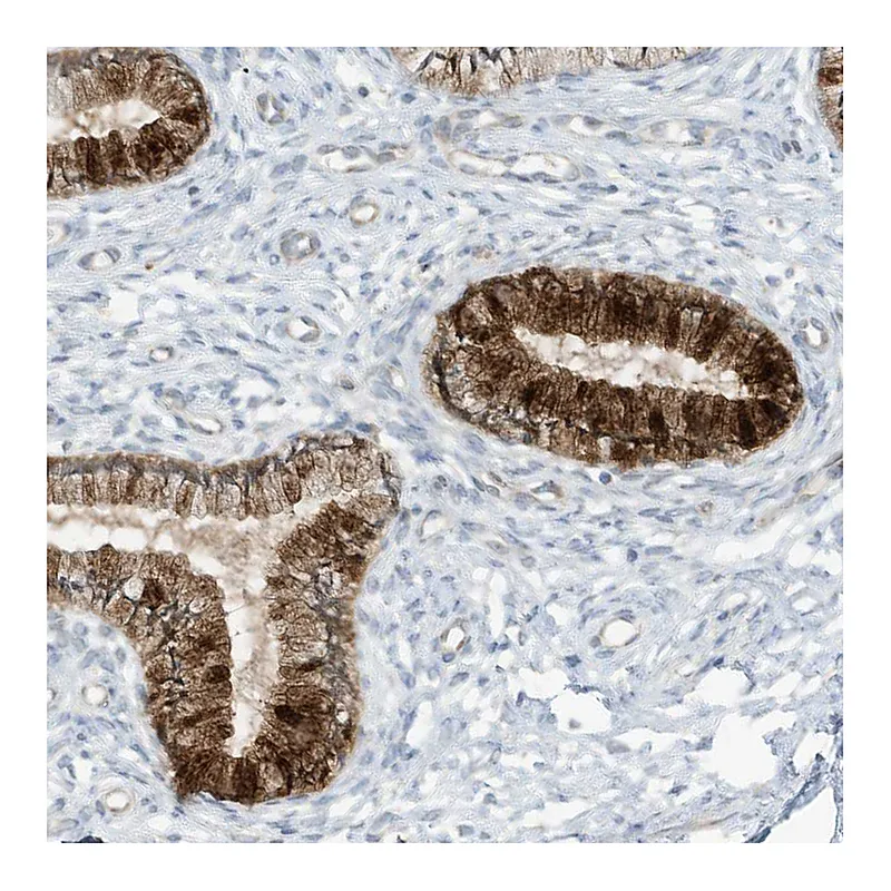 Atlas Antibodies Anti-SCGB1D2 Antibody