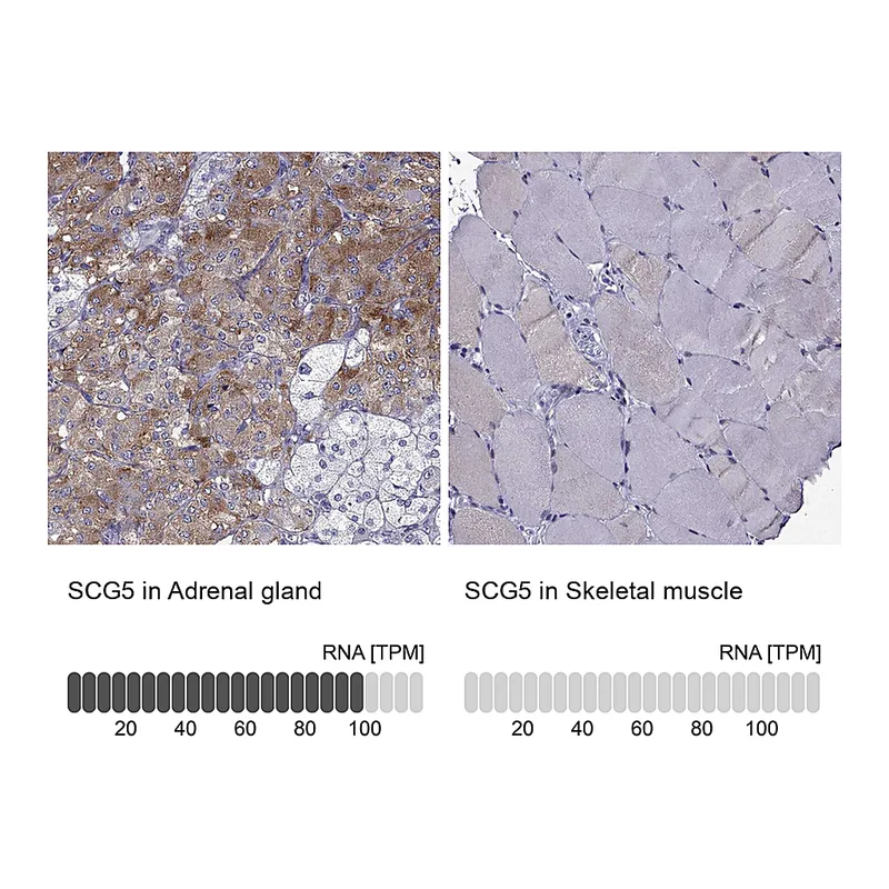 Atlas Antibodies Anti-SCG5 Antibody