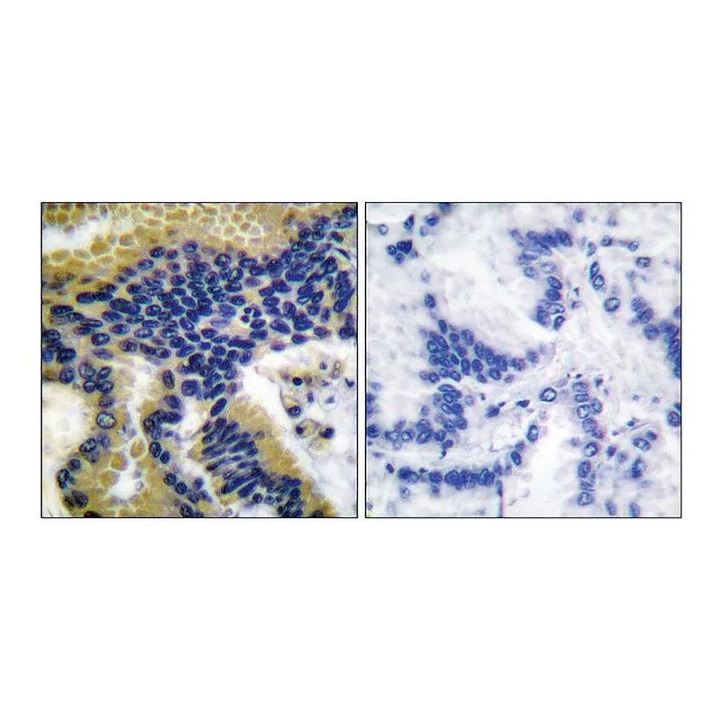 Merck Anti-CASP9 (Cleaved-Asp330), C-Terminal antibody produced in rabbit