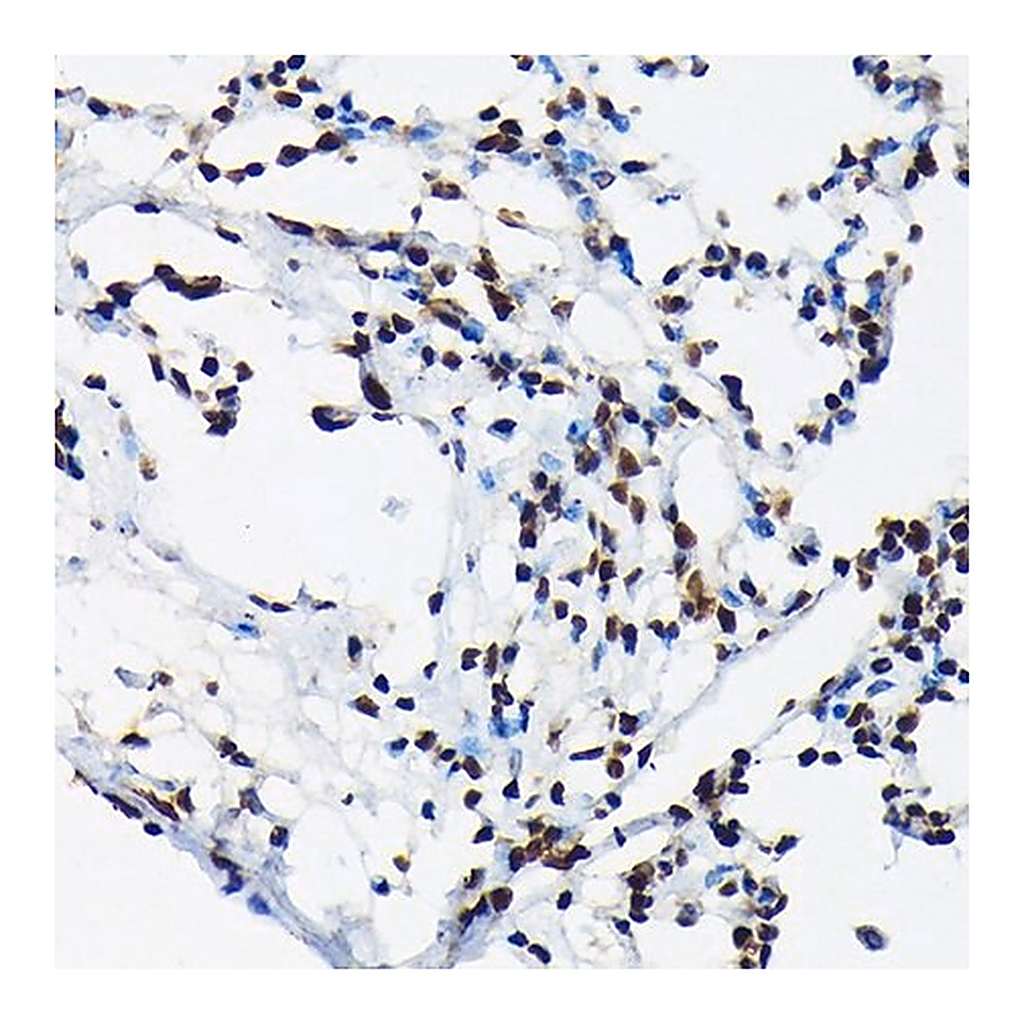 Merck Anti-Phospho-c-Jun-T91 antibody produced in rabbit