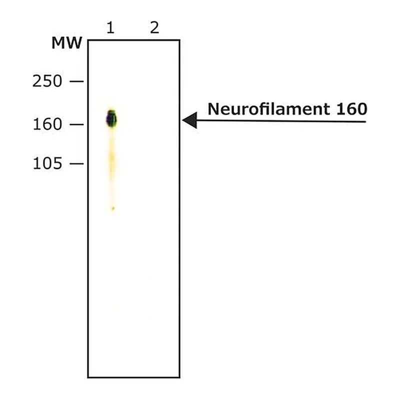 Merck Monoclonal Anti-Neurofilament 160 antibody produced in mouse