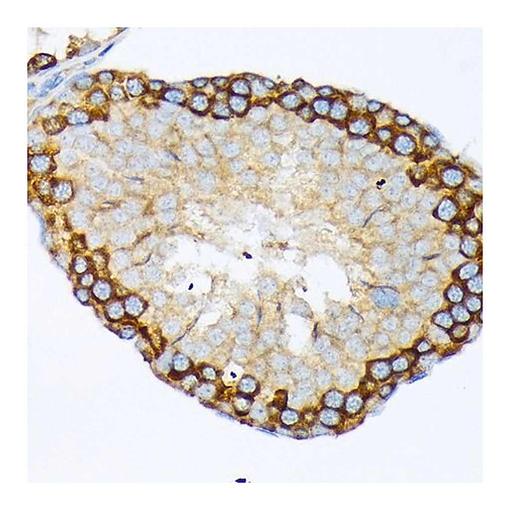 Merck Anti-USP9X antibody produced in rabbit
