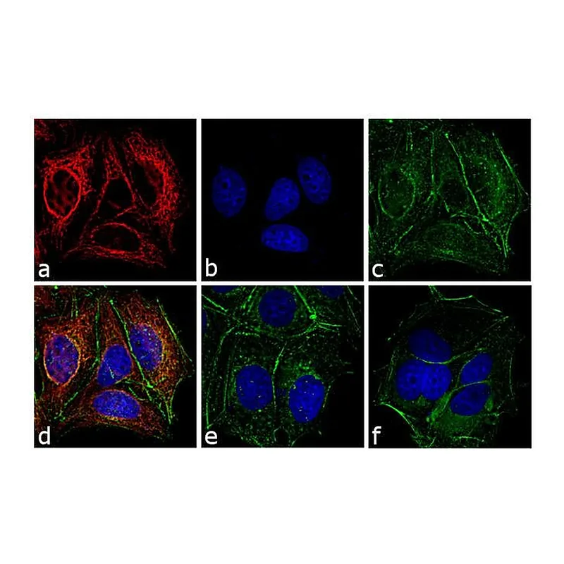 Thermo Fisher Scientific F(ab`)2-Donkey anti-Mouse IgG (H+L) Secondary Antibody, TRITC