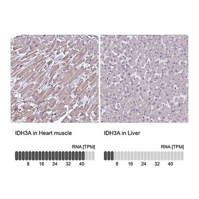 Merck Anti-IDH3A antibody produced in rabbit