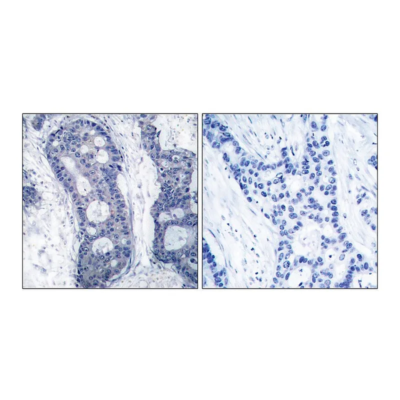 Merck Anti-EIF4E antibody produced in rabbit