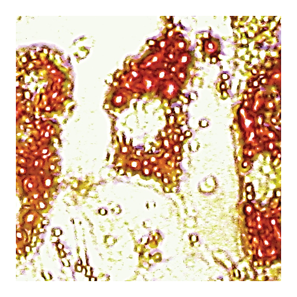 Himedia HiPer® Teaching Kit for Adipogenic Differentiation and Staining