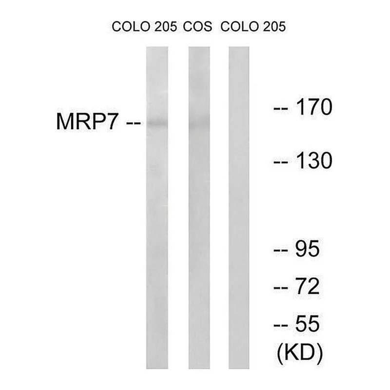 Merck Anti-MRP7 antibody produced in rabbit