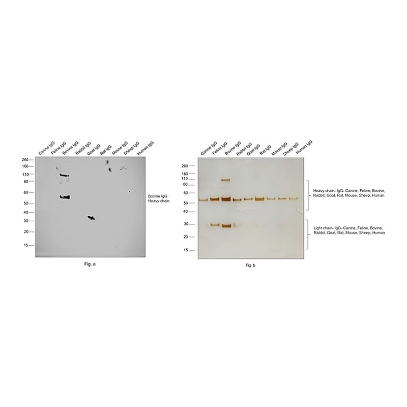 Thermo Fisher Scientific Goat anti-Bovine IgG (H+L) Secondary Antibody, HRP