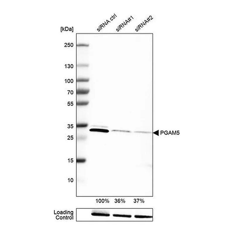Merck Monoclonal Anti-PGAM5 antibody produced in mouse