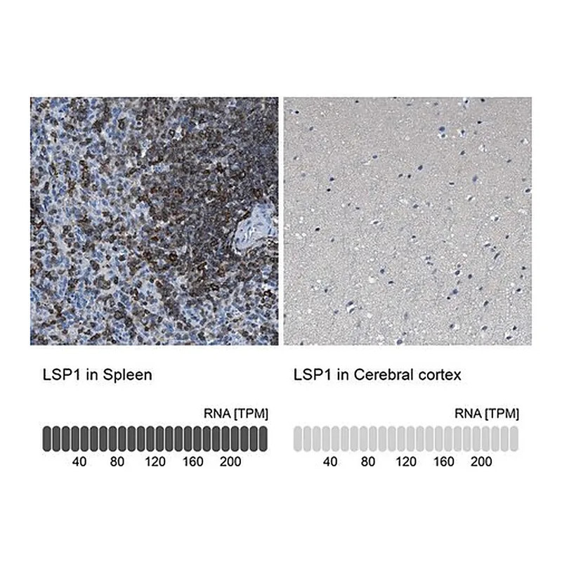 Merck Anti-LSP1 antibody produced in rabbit