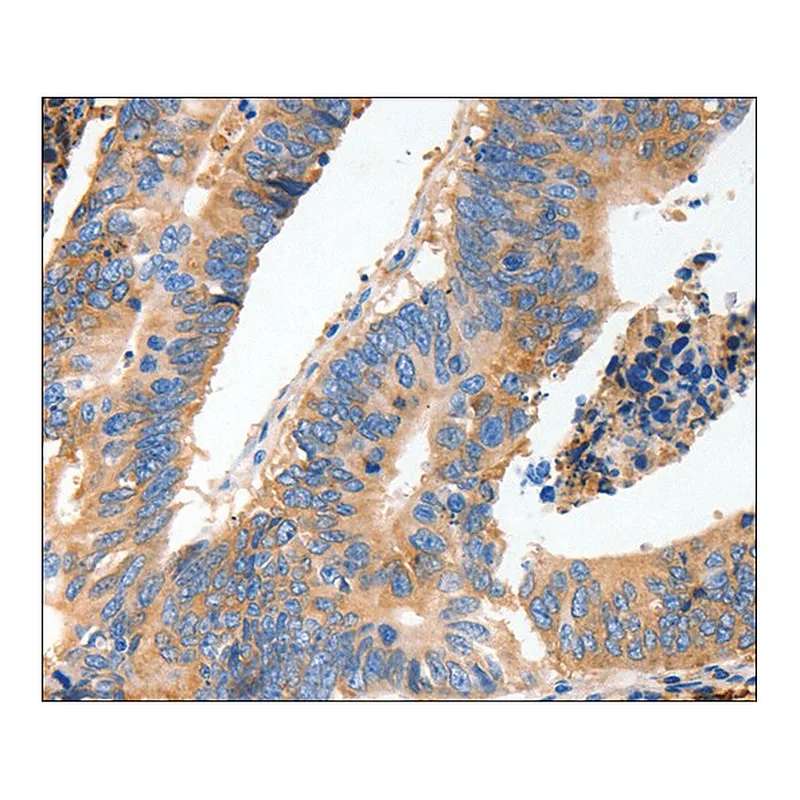 Merck Anti-MUC6 antibody produced in rabbit