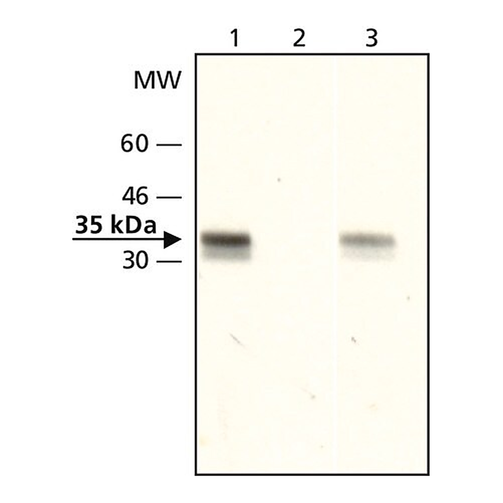 Merck Anti-acetyl-Histone H1.4 (Ac-Lys26) antibody produced in rabbit