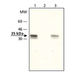 Merck Anti-acetyl-Histone H1.4 (Ac-Lys26) antibody produced in rabbit