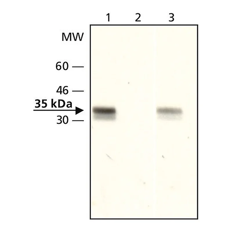 Merck Anti-acetyl-Histone H1.4 (Ac-Lys26) antibody produced in rabbit