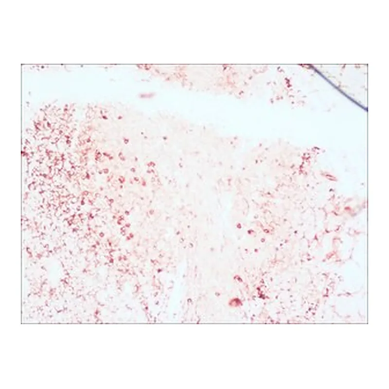 Merck ANTI-RABBIT IGG (WHOLE MOLECULE)