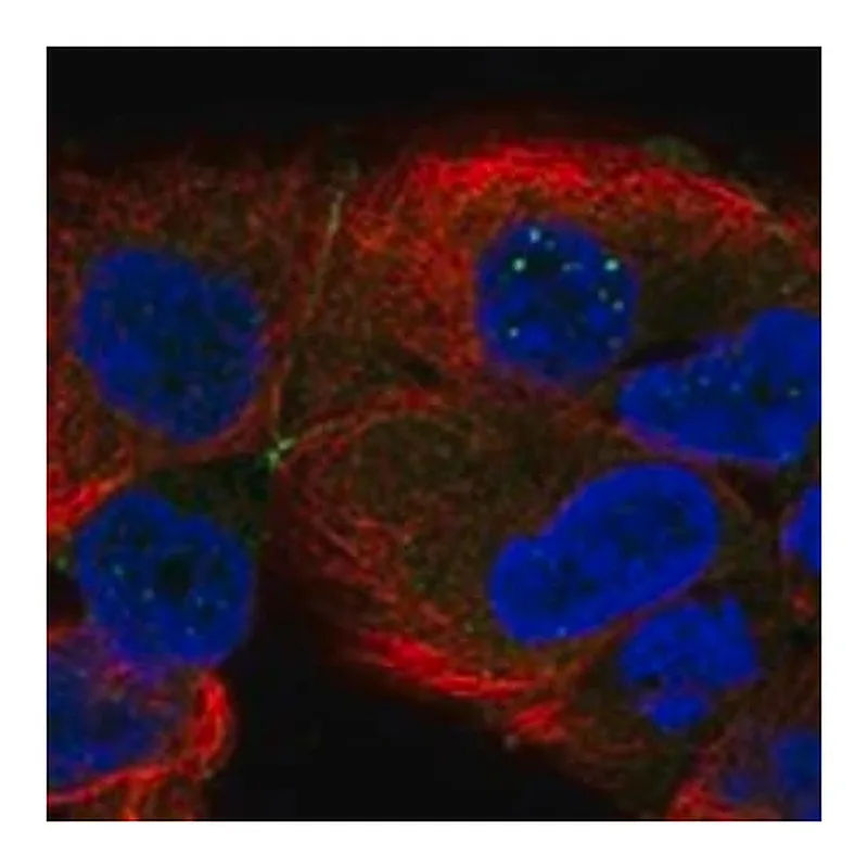 Merck Anti-TSPAN15 antibody produced in rabbit