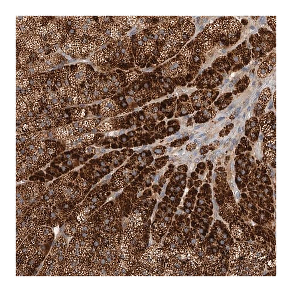 Merck Anti-PDCD10 antibody produced in rabbit