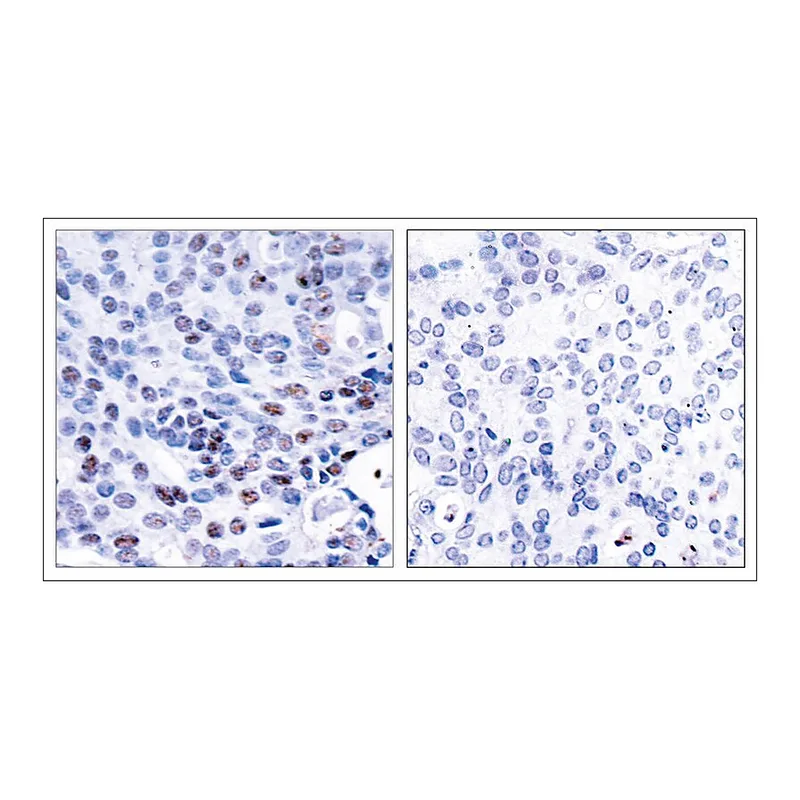 Merck Anti-NFKB1 (Ab-337) antibody produced in rabbit