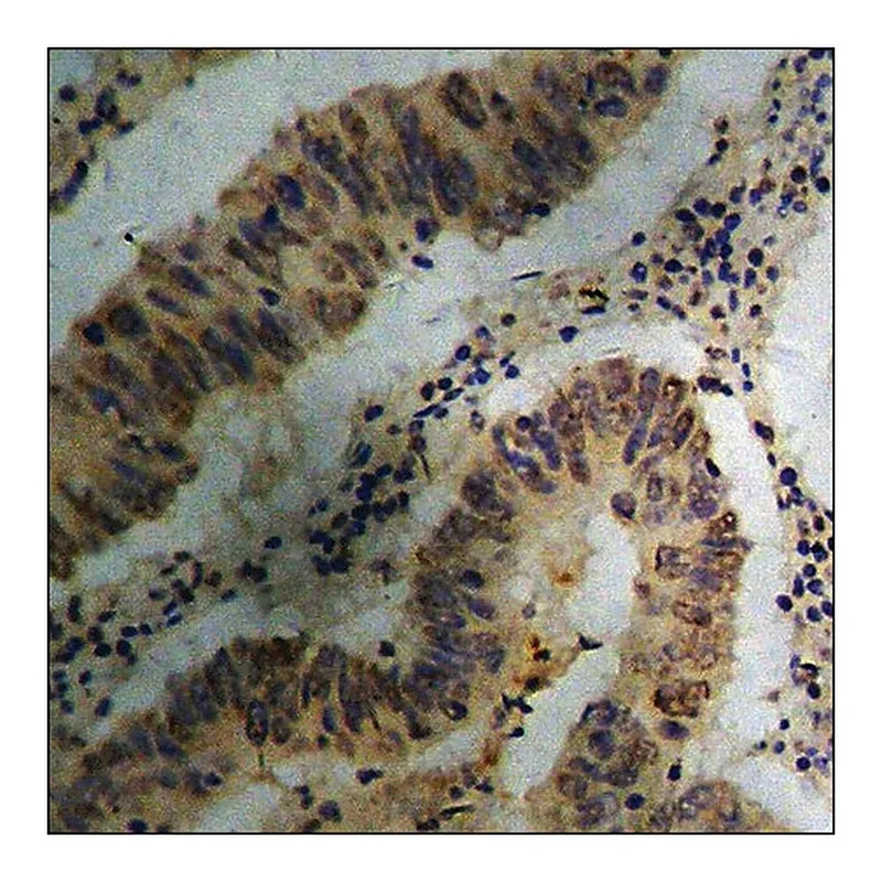 Merck Anti-phospho-SHP-1 (pTyr536) antibody produced in rabbit