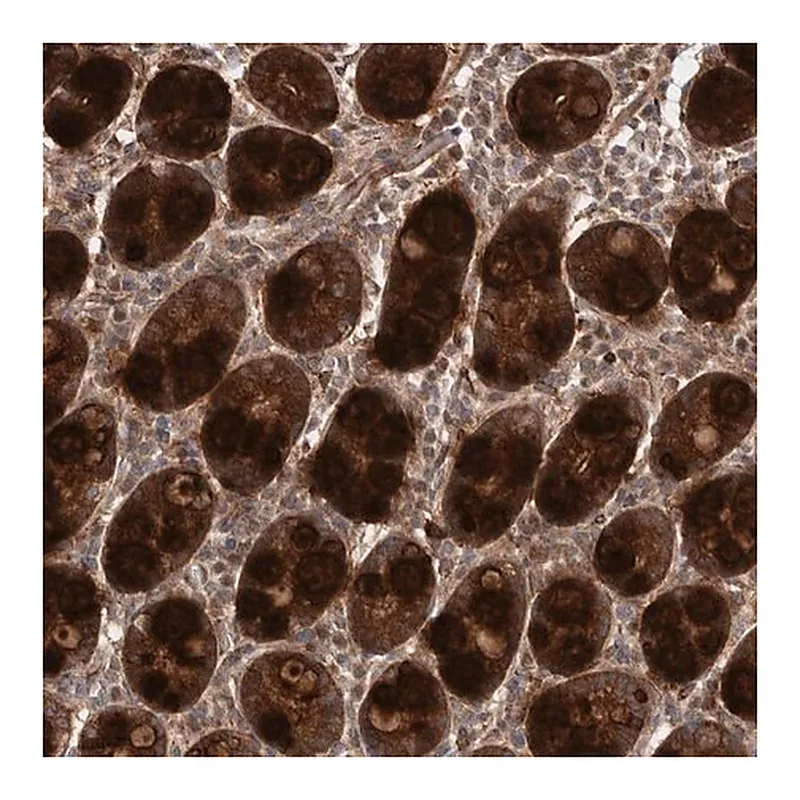 Merck Anti-FLAD1 antibody produced in rabbit