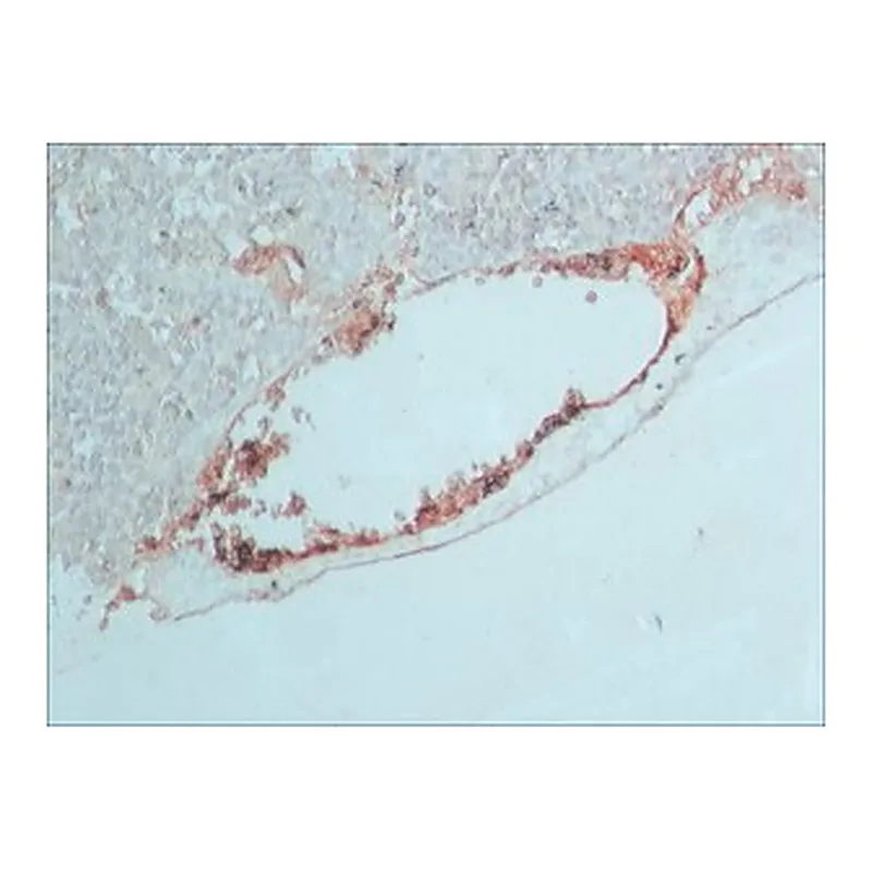 Merck PEROXIDASE CONJUGATE ANTI-GOAT IGG