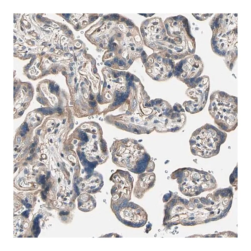 Merck Anti-LIMK2 antibody produced in rabbit