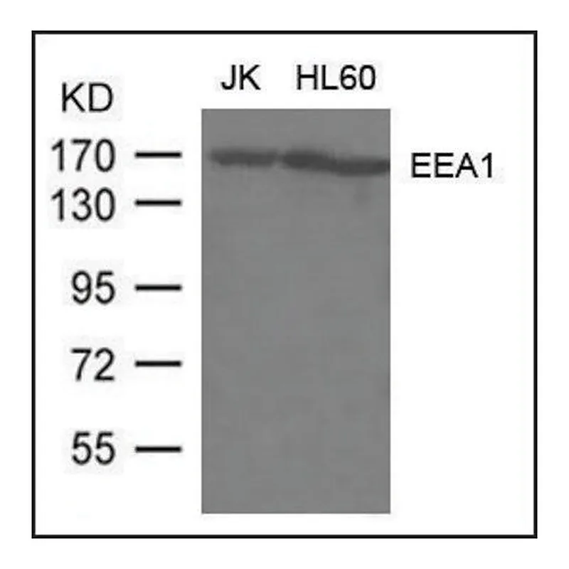 Merck Anti-EEA1 antibody produced in rabbit