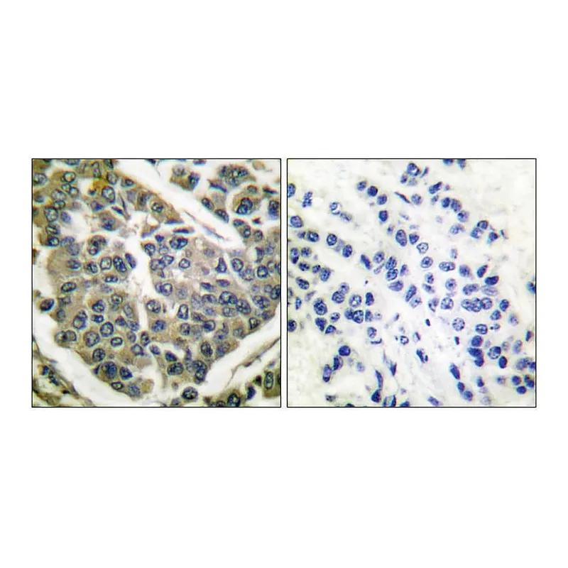 Merck Anti-Collagen IV antibody produced in rabbit