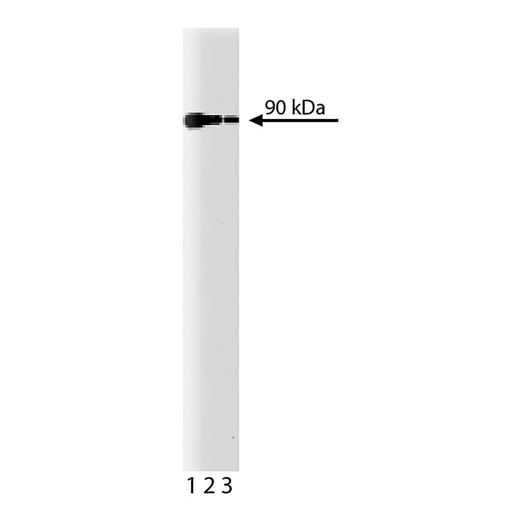BD Purified Mouse Anti-Calnexin