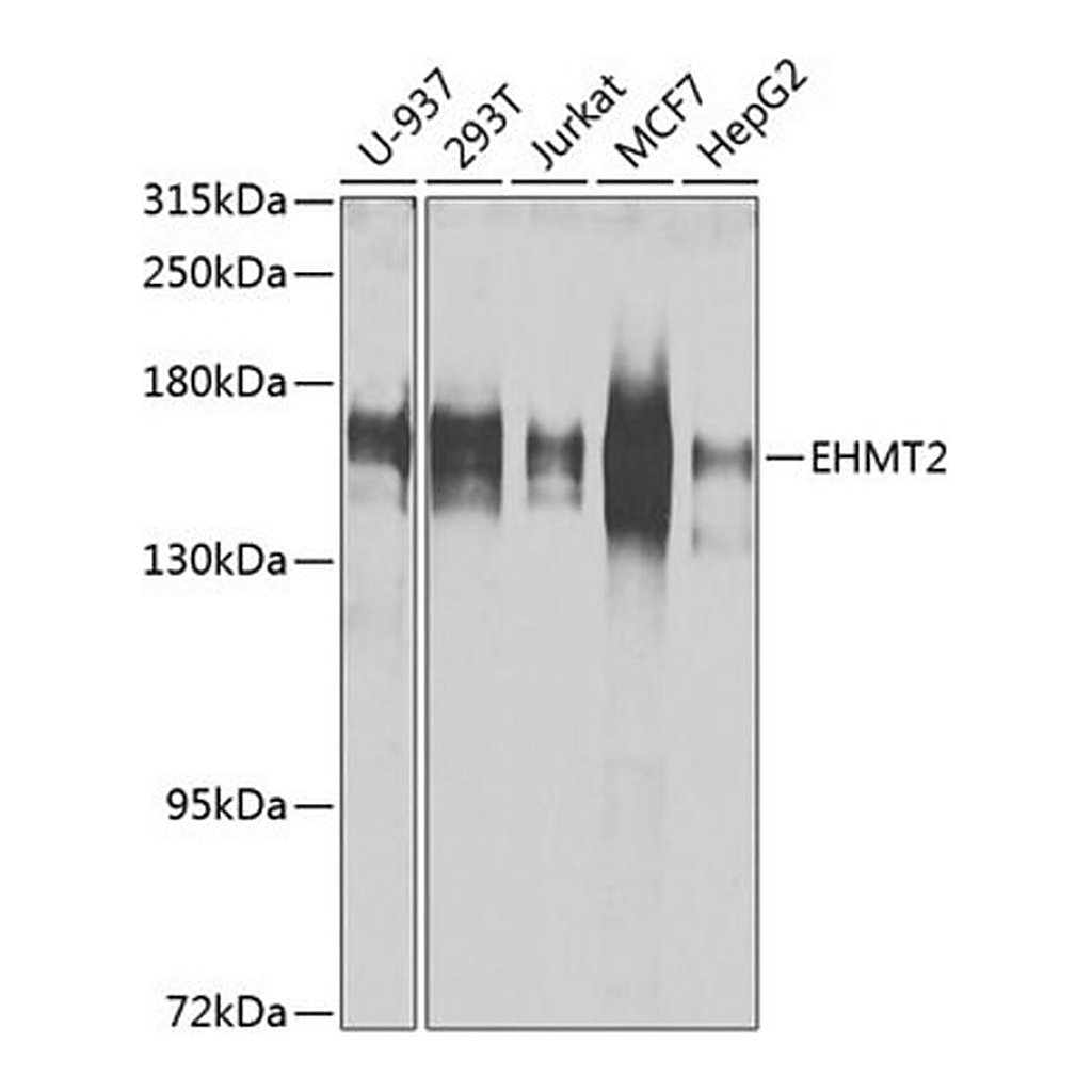 Merck Anti- EHMT2 antibody produced in rabbit