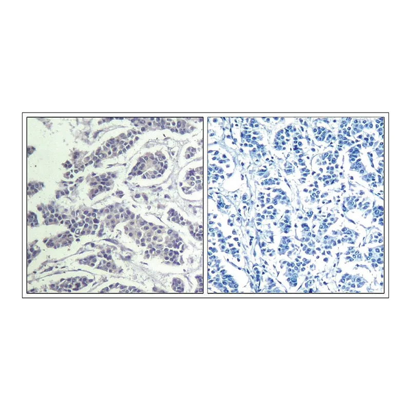 Merck Anti-phospho-AKT1/AKT2/AKT3 (pTyr315/pTyr316/pTyr312) antibody produced in rabbit