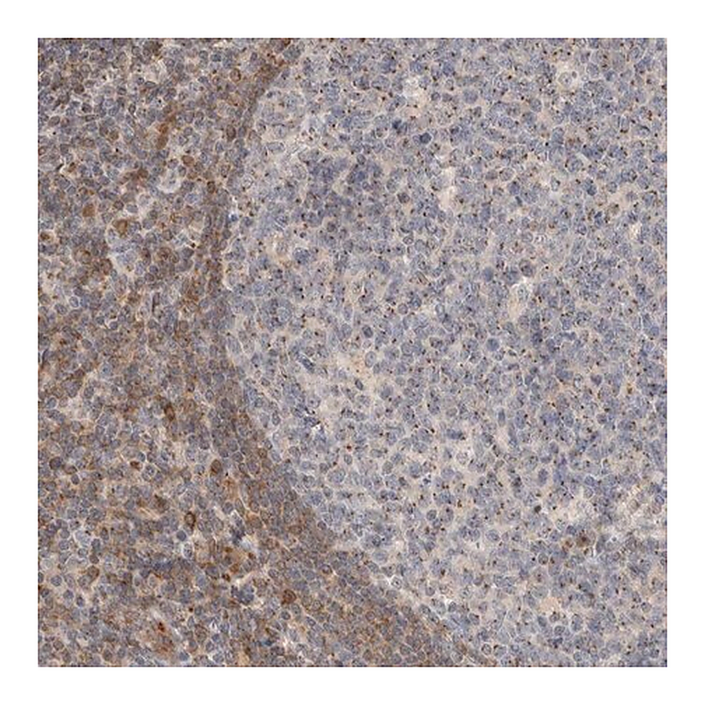 Merck Anti-NSMAF antibody produced in rabbit