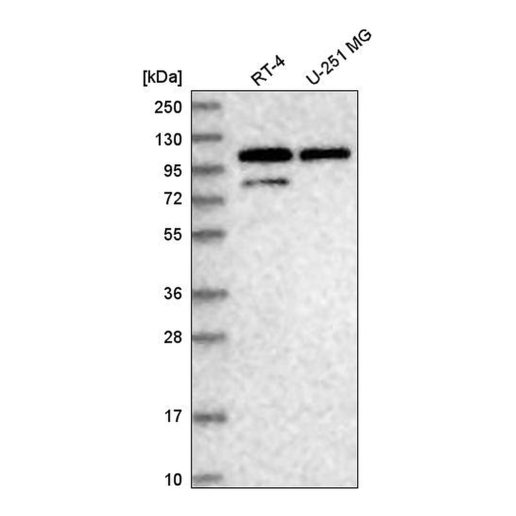 Atlas Antibodies Anti-DDX23 Antibody