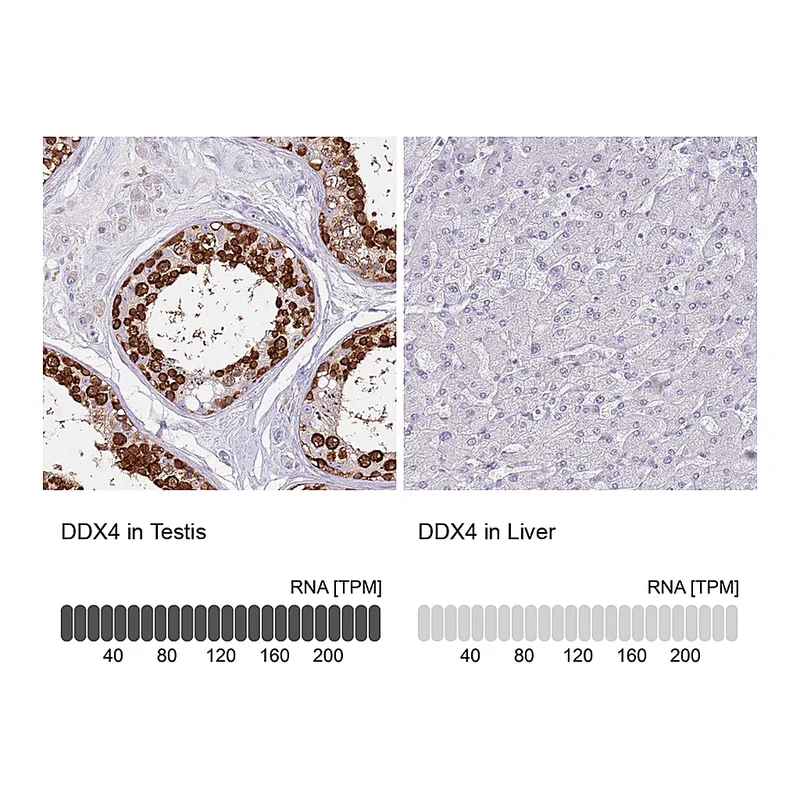 Atlas Antibodies Anti-DDX4 Antibody