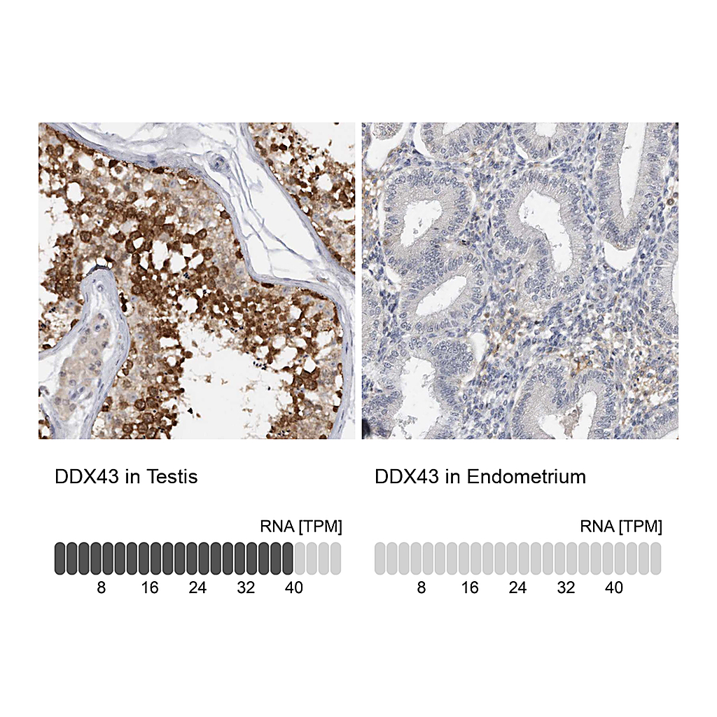 Atlas Antibodies Anti-DDX43 Antibody
