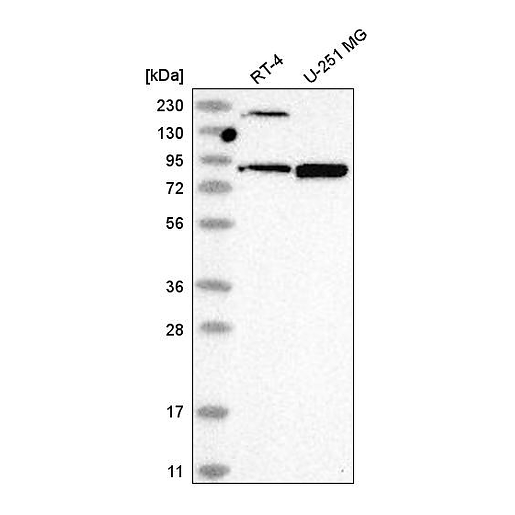 Atlas Antibodies Anti-DDX50 Antibody