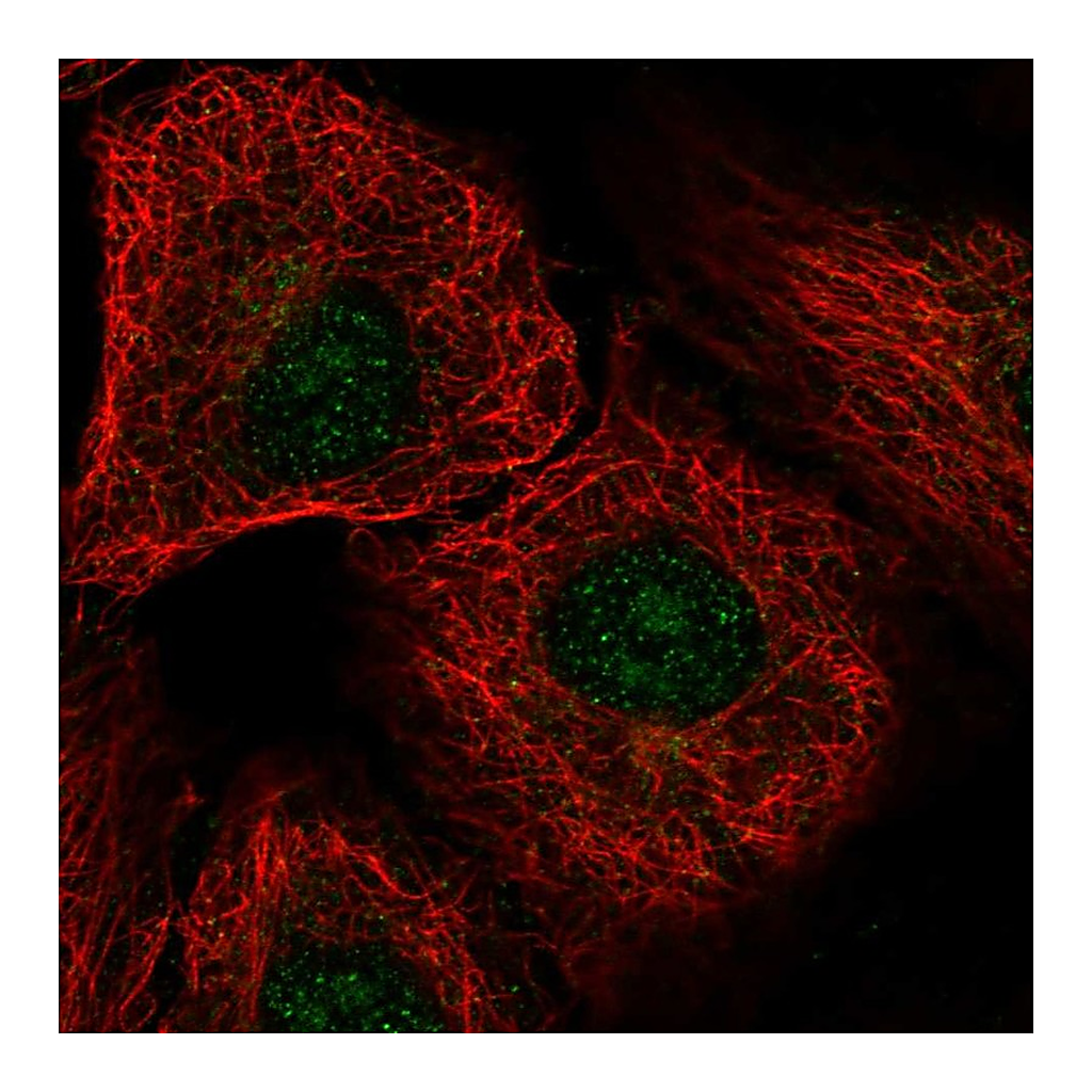 Atlas Antibodies Anti-DDX54 Antibody