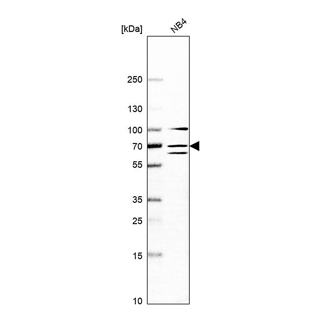 Atlas Antibodies Anti-DDX55 Antibody