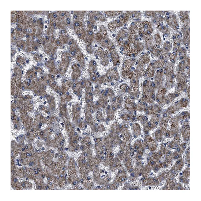 Atlas Antibodies Anti-DDX56 Antibody