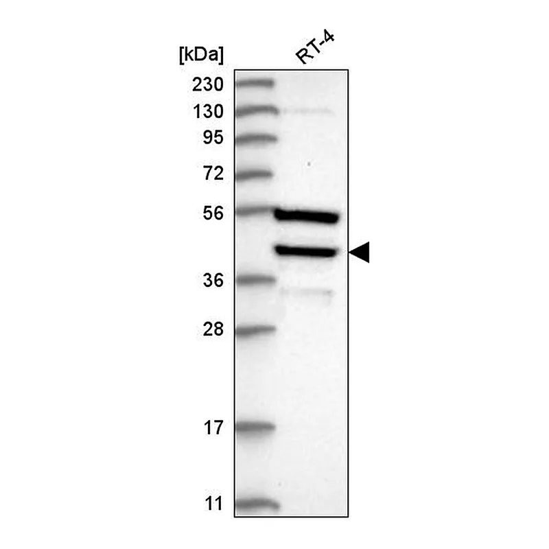 Atlas Antibodies Anti-DEDD Antibody