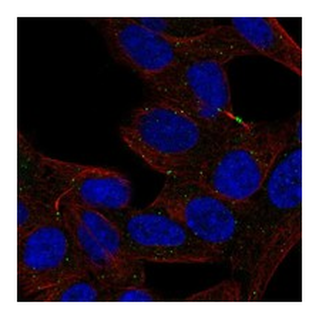 Atlas Antibodies Anti-DEFA5 Antibody