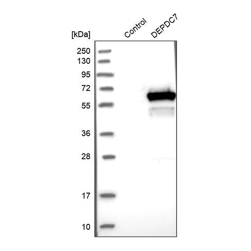 Atlas Antibodies Anti-DEPDC7 Antibody