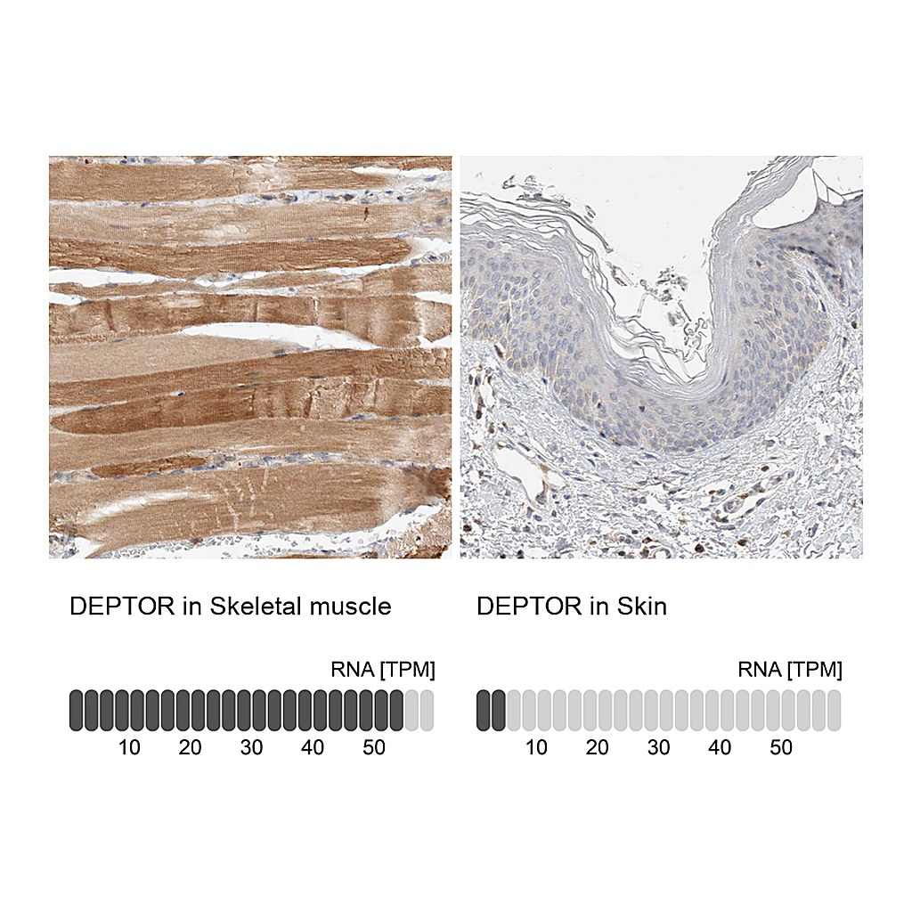 Atlas Antibodies Anti-DEPTOR Antibody